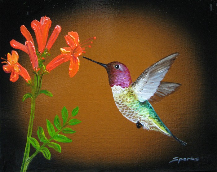 Anna's Hummingbird XV