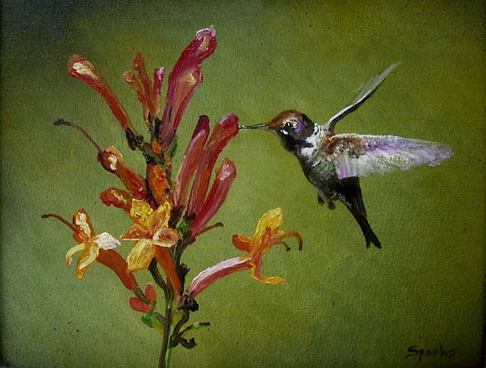 Anna's
          Hummingbird