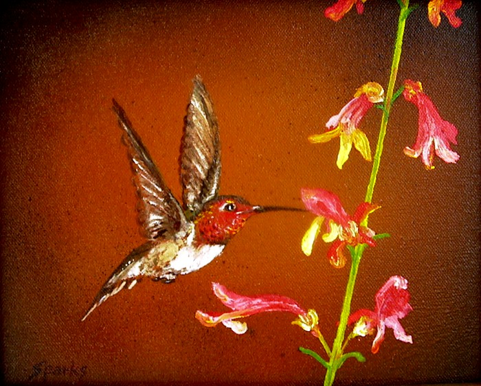 Rufous
          Hummingbird
