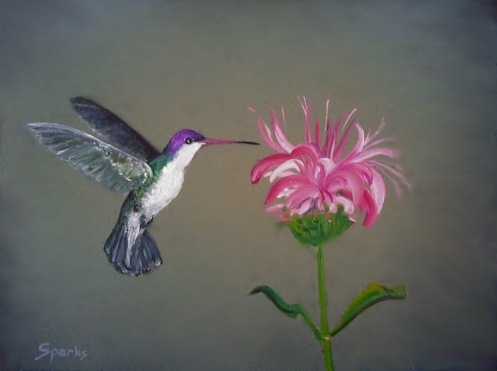 Violet_Crowned_Hummingbird