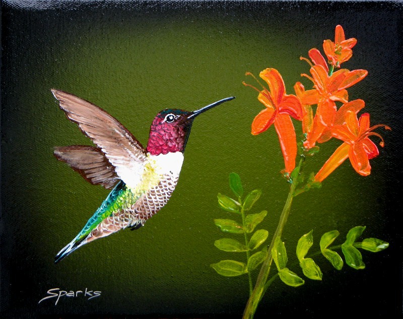 Anna's Hummingbird XVIII